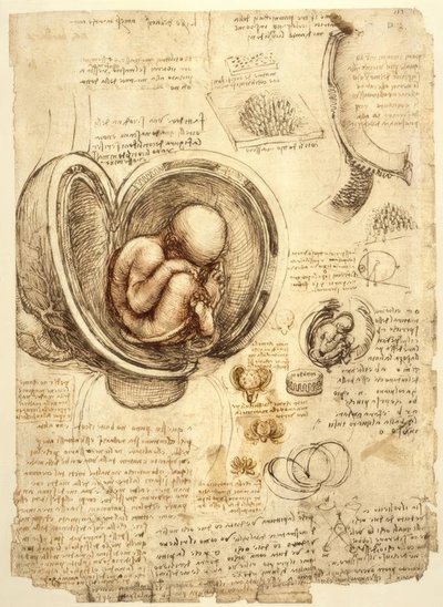 Fetus in Uterus by Leonardo da Vinci